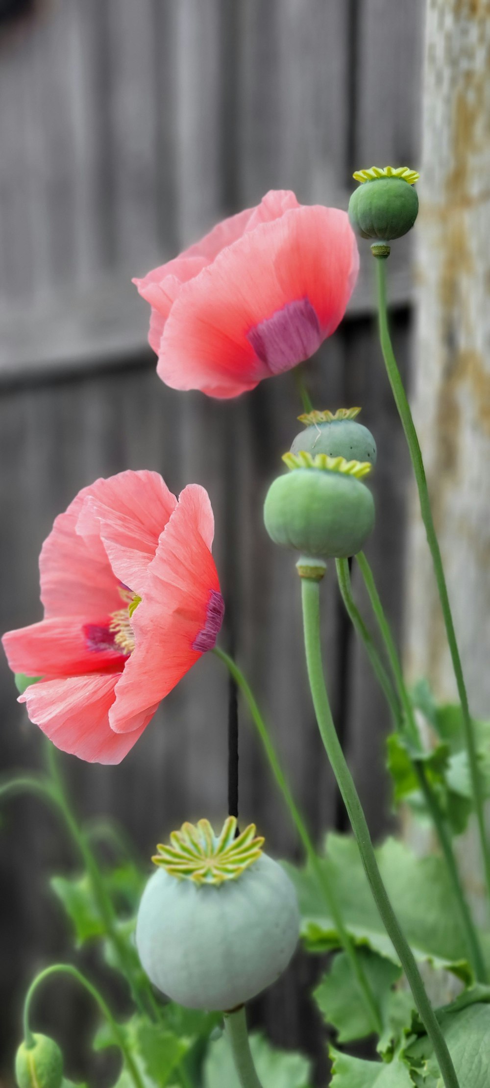 a group of flowers