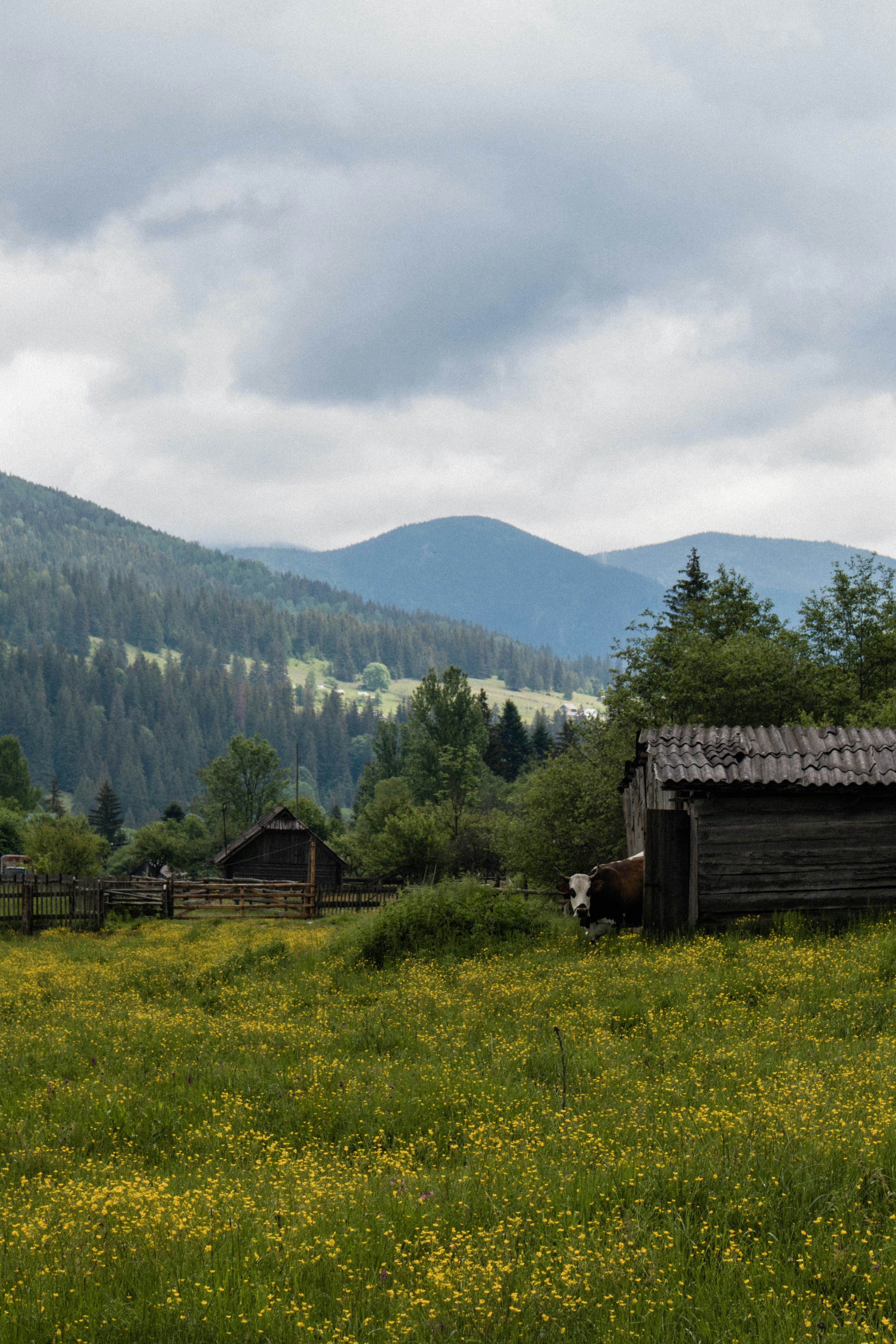 Photo by taraschuiko