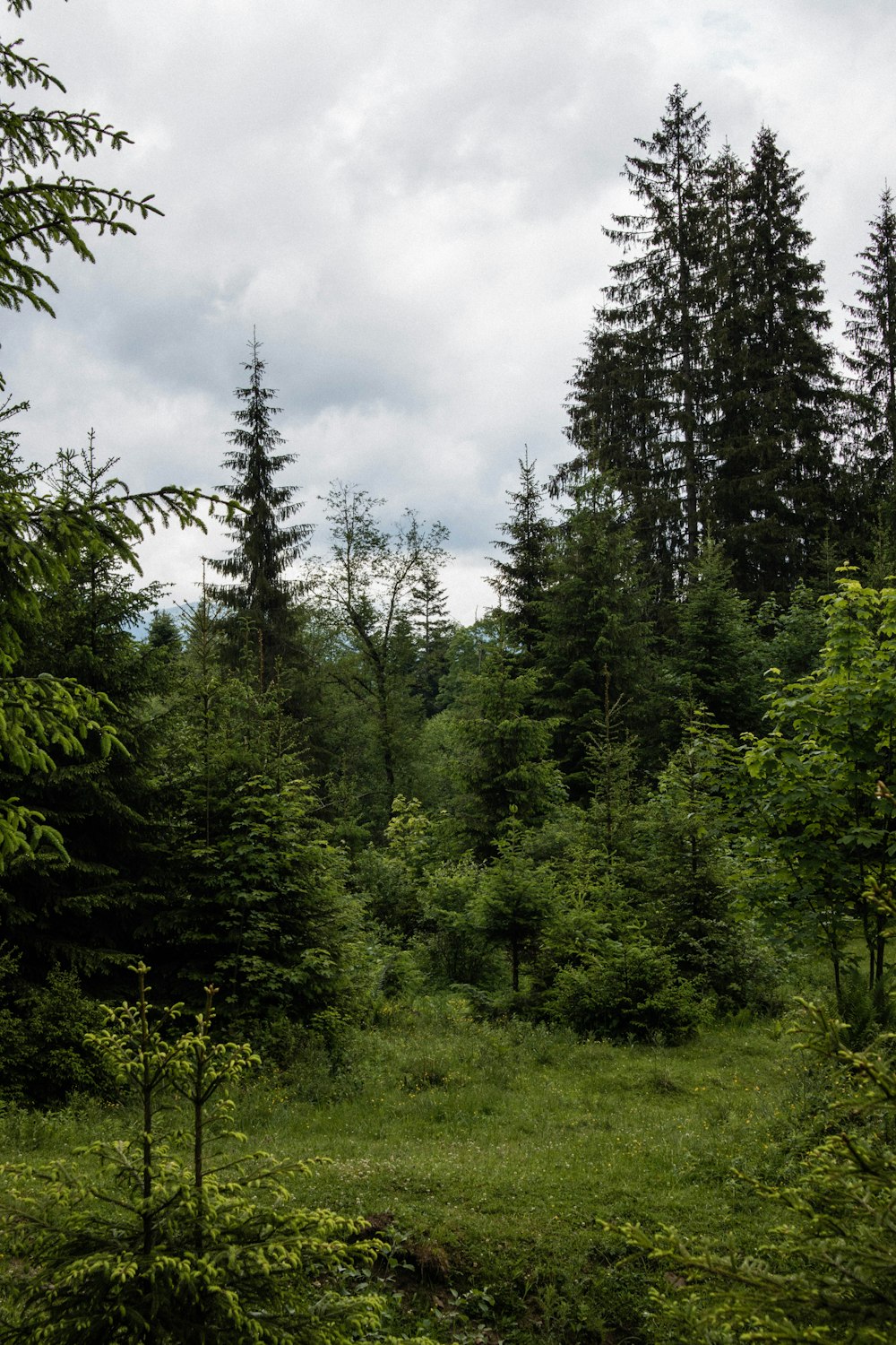 a forest of trees