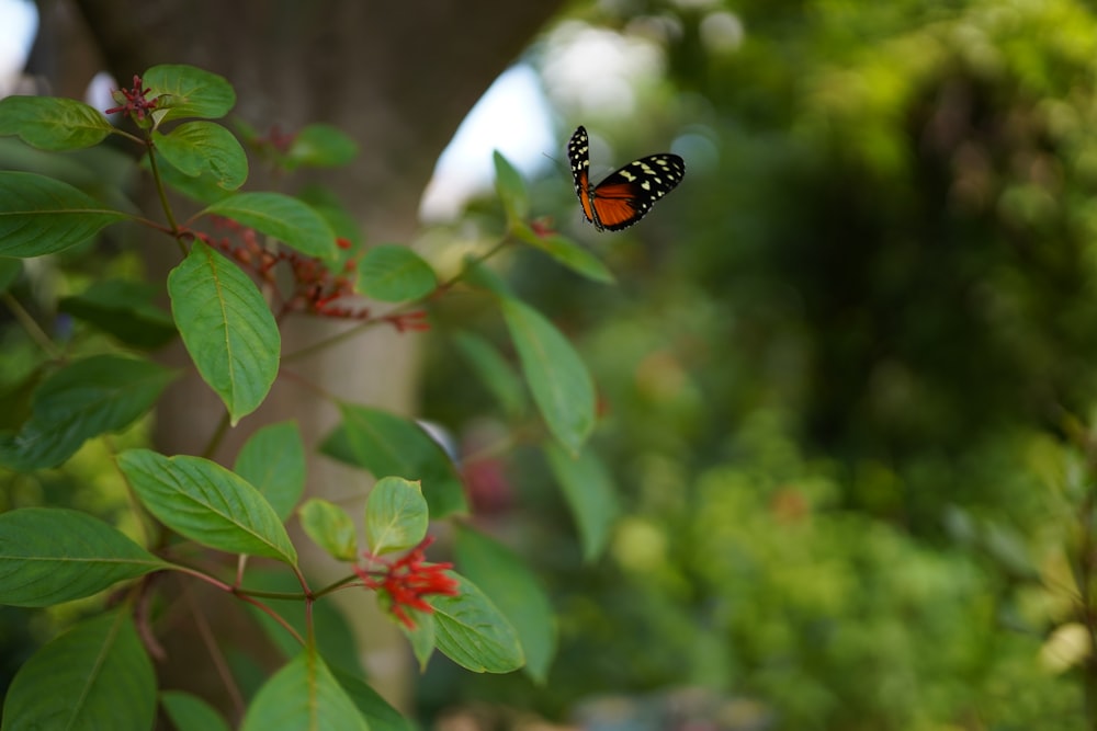 a butterfly on a plant