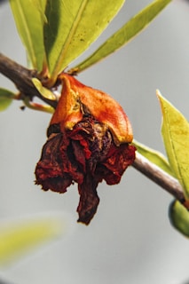 Close-up of a Bradford pear tree with wilted leaves and fallen blooms scattered on the ground beneath.