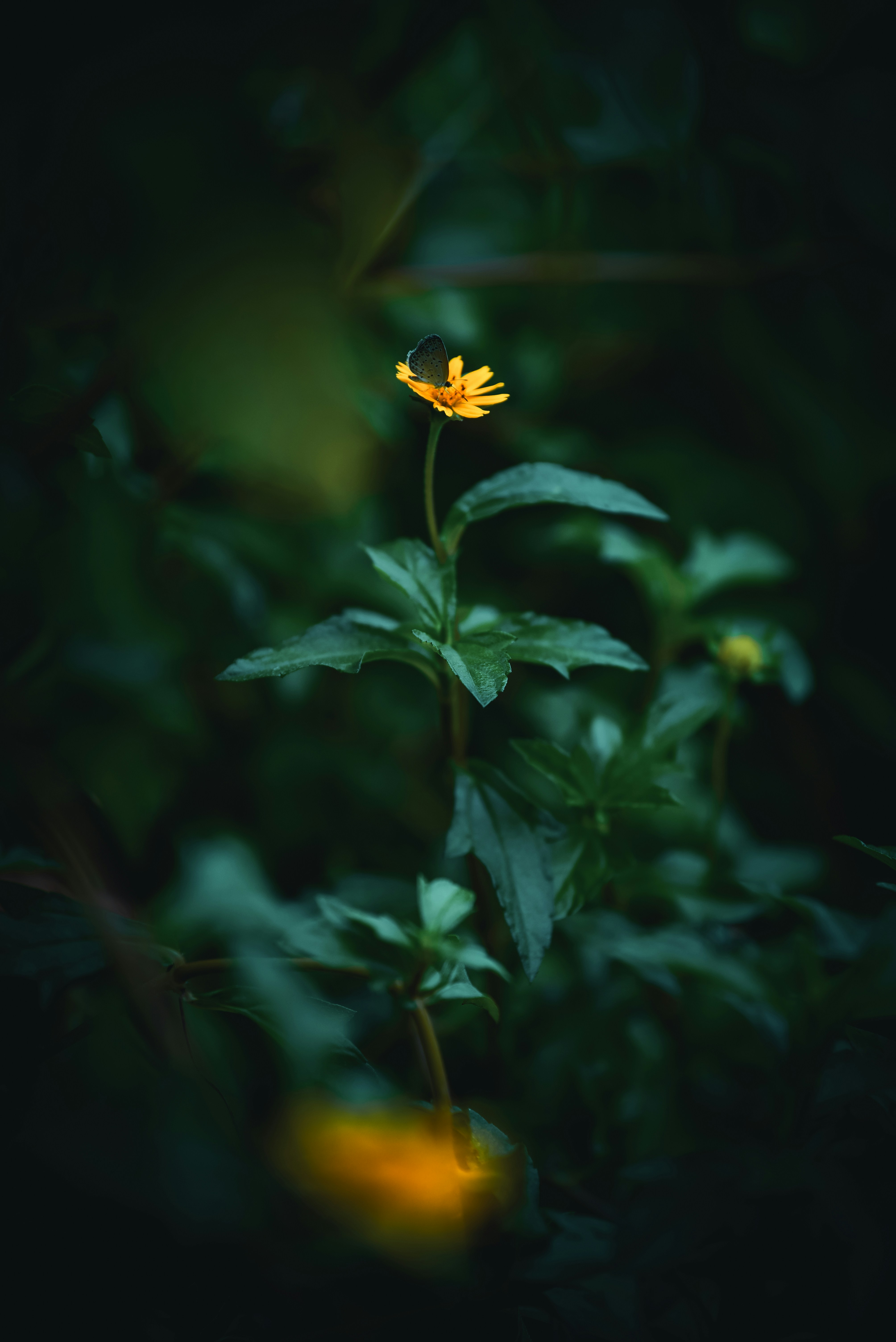 Photo by subhadeep003