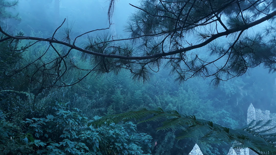 Luxury 6-Day Baguio Itinerary: Premium Travel Guide