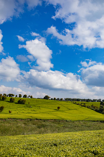 Lush green tea plantations stretching across the hills of Munnar under a bright blue sky