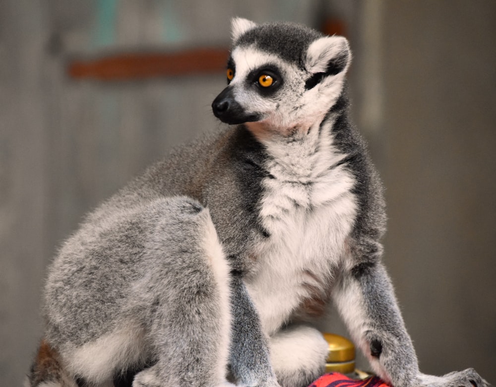 a lemur sitting on a branch