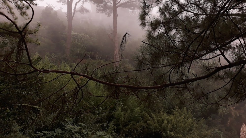 a forest with fog