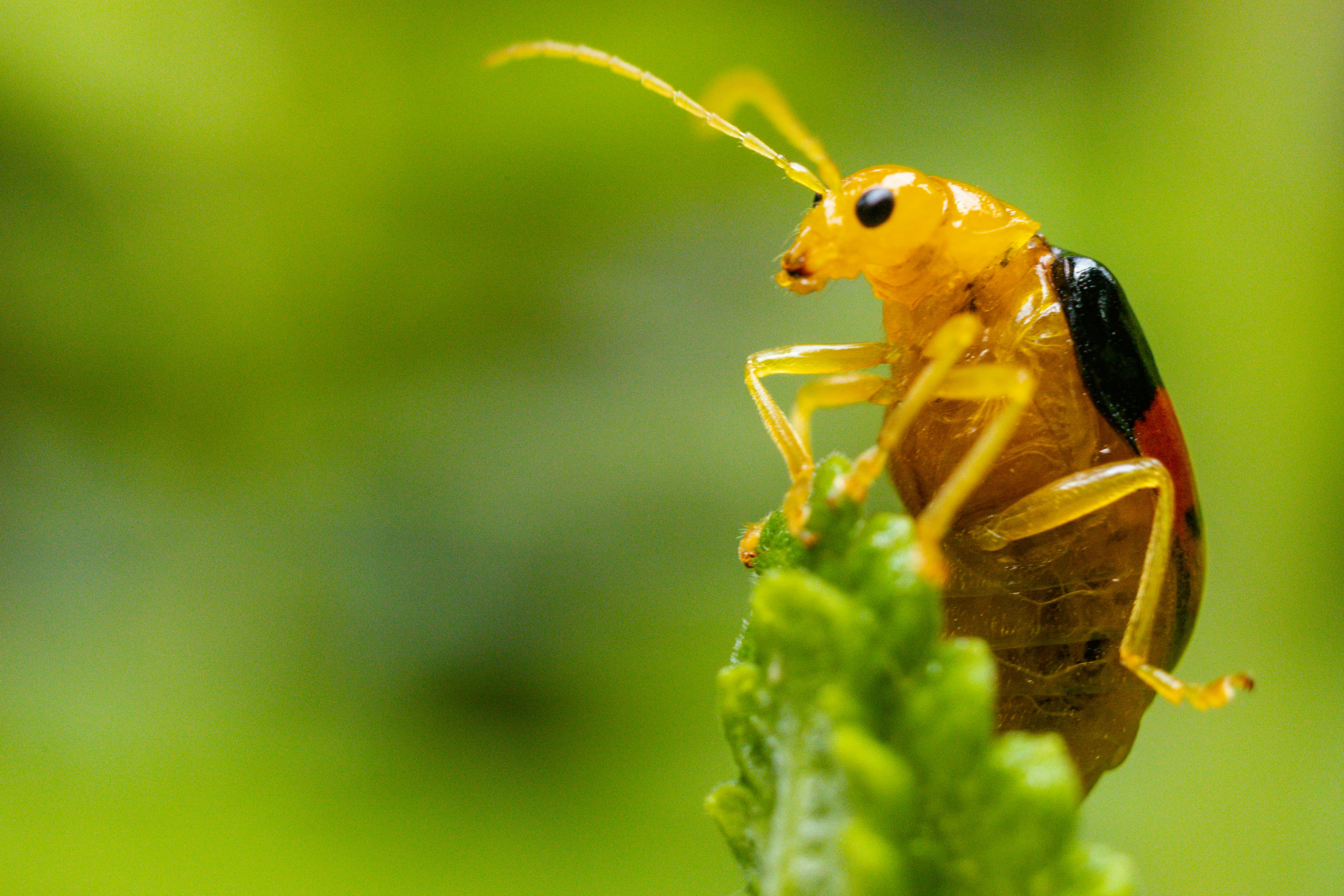 A yellow and black insect on a leaf photo – Free Green Image on Unsplash