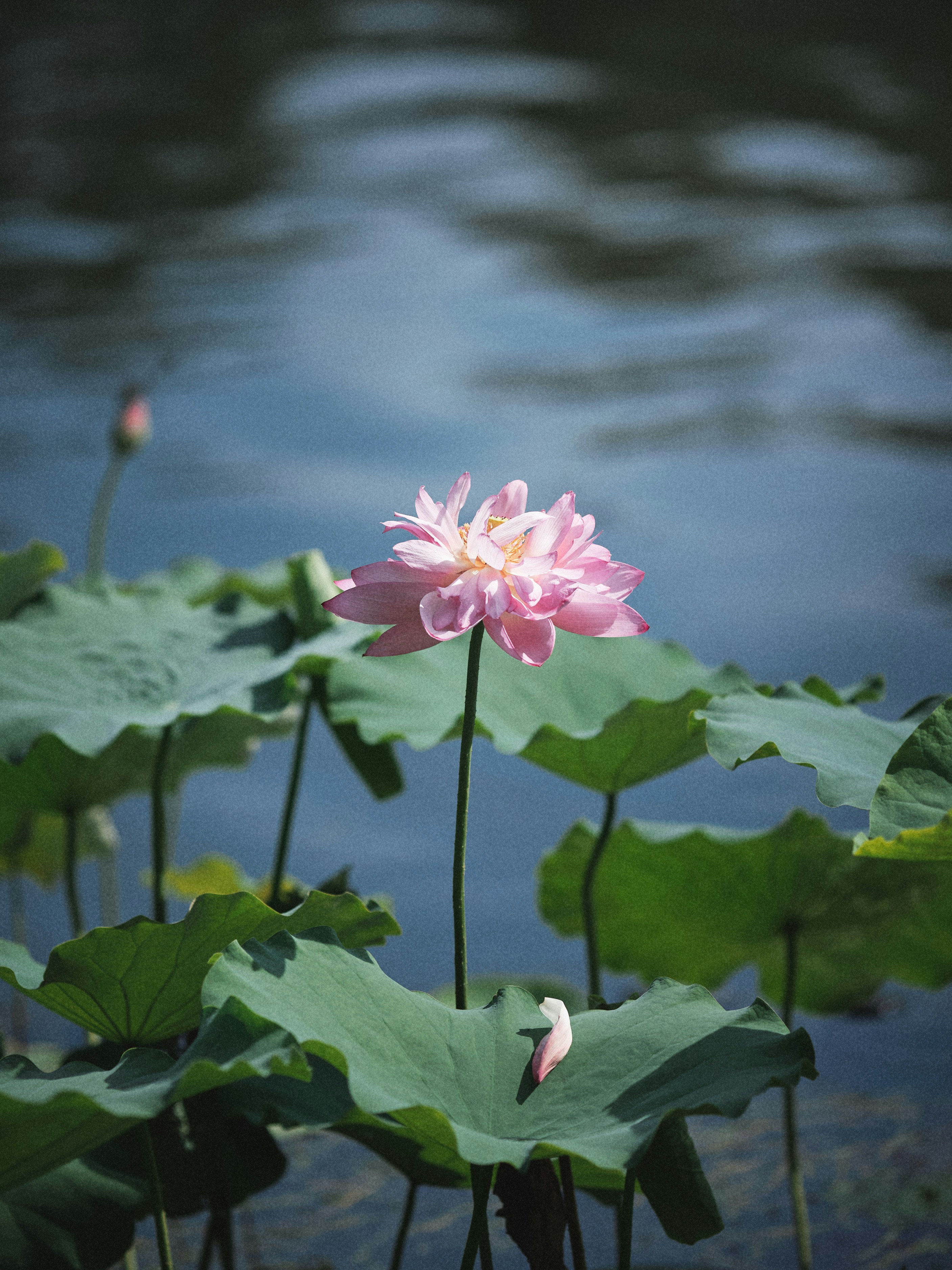 Photo by ypbehere