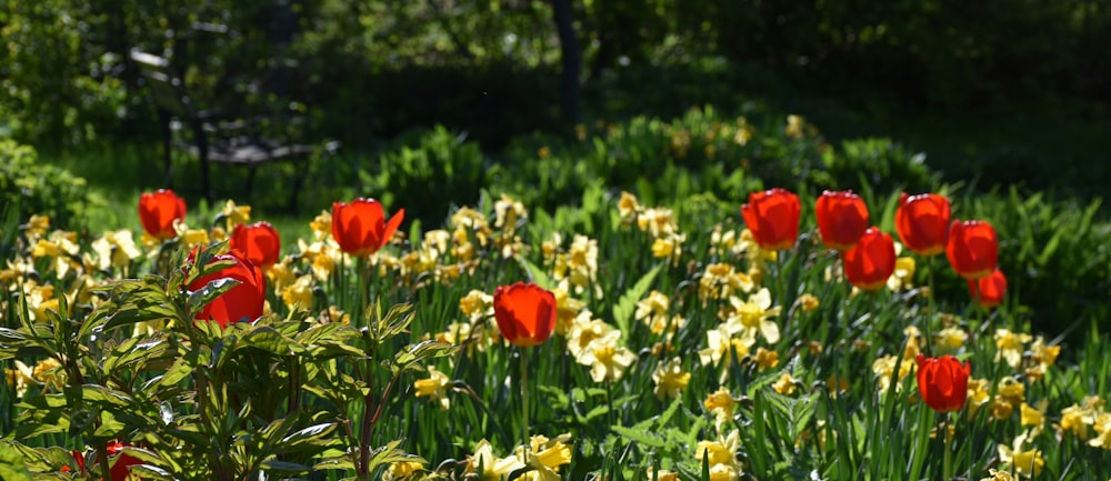 a field of flowers