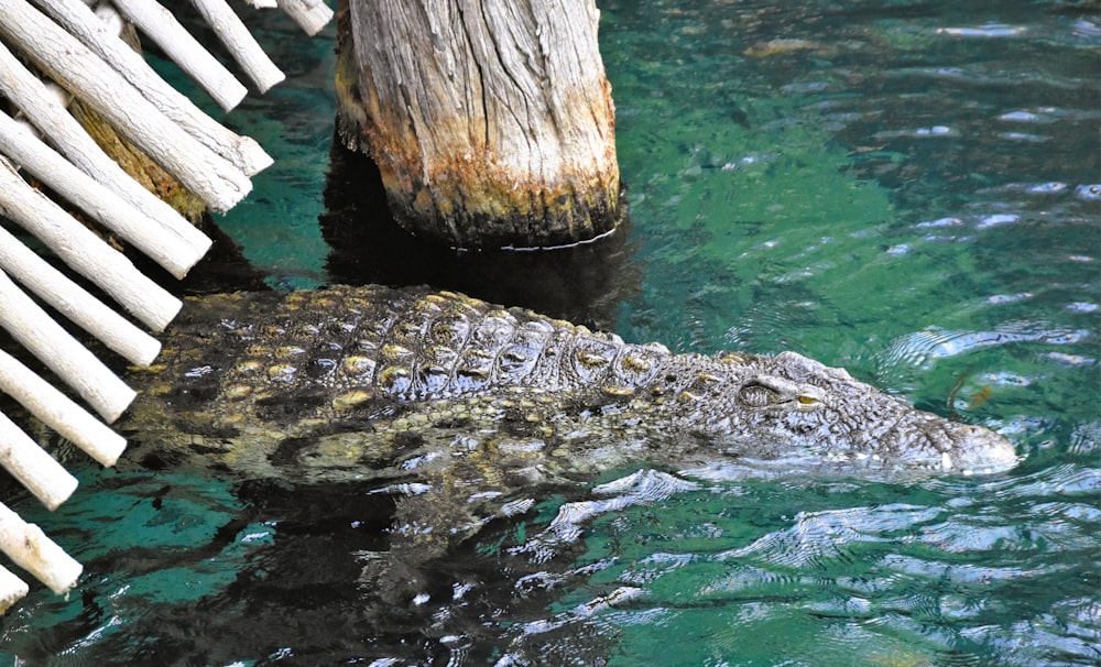 a crocodile in the water