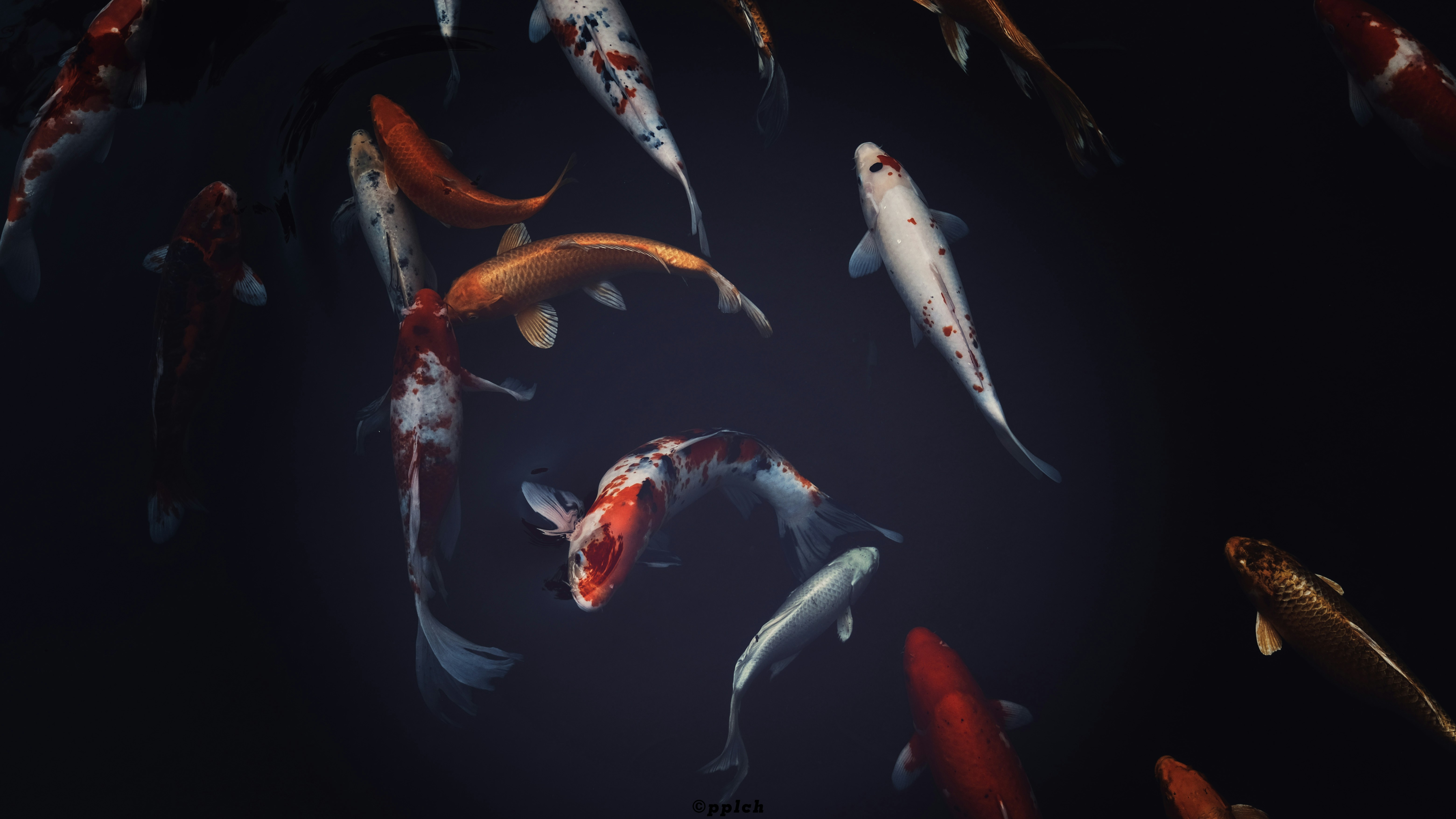 sekelompok ikan berenang