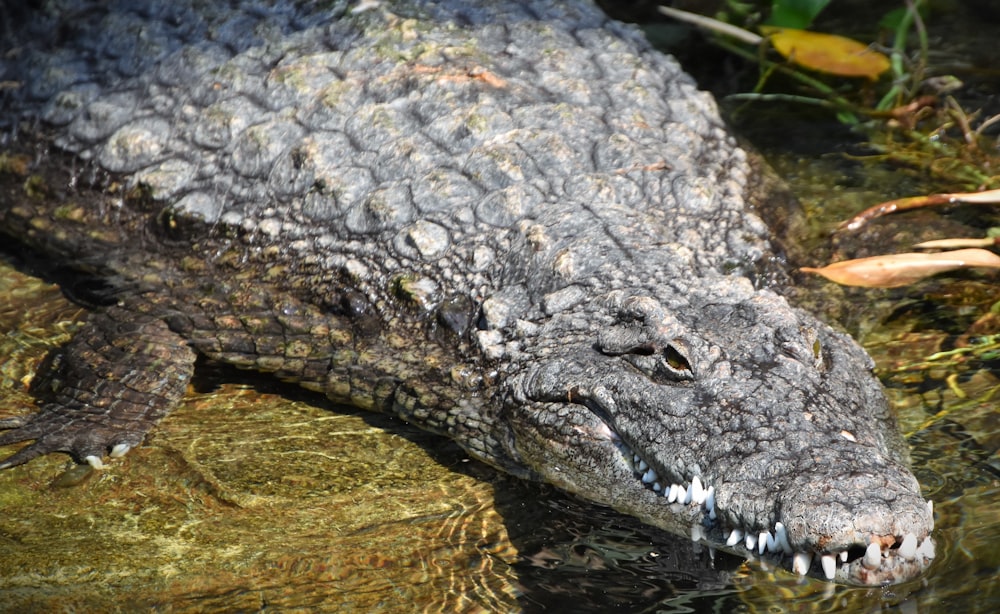 a crocodile in the water