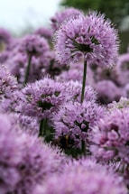 a close up of a flower
