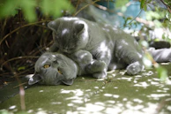 Two cats playfully chasing each other in a garden