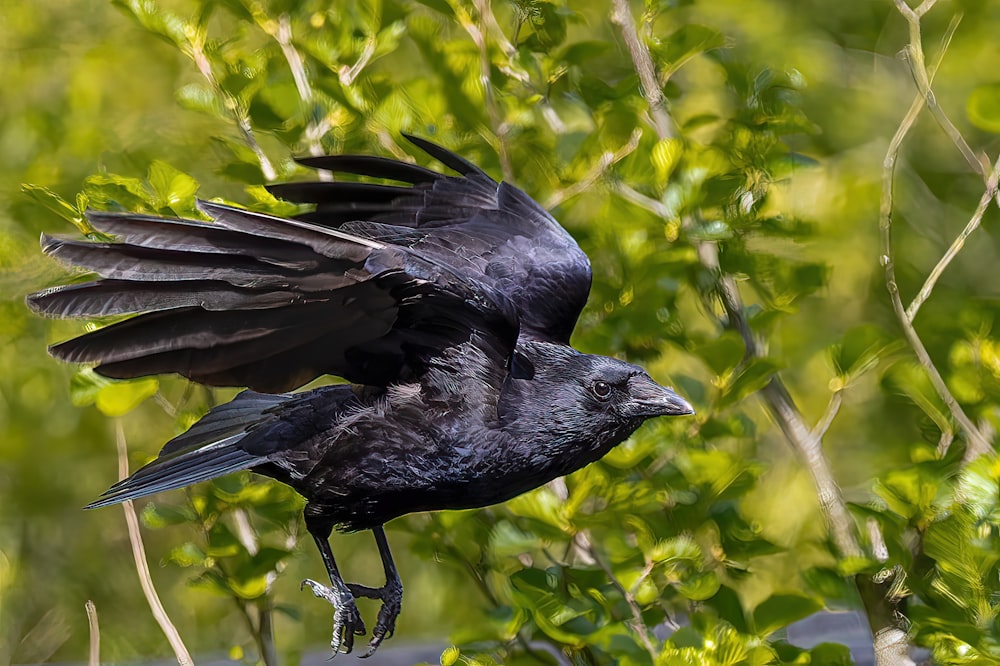 a black bird standing on a branch