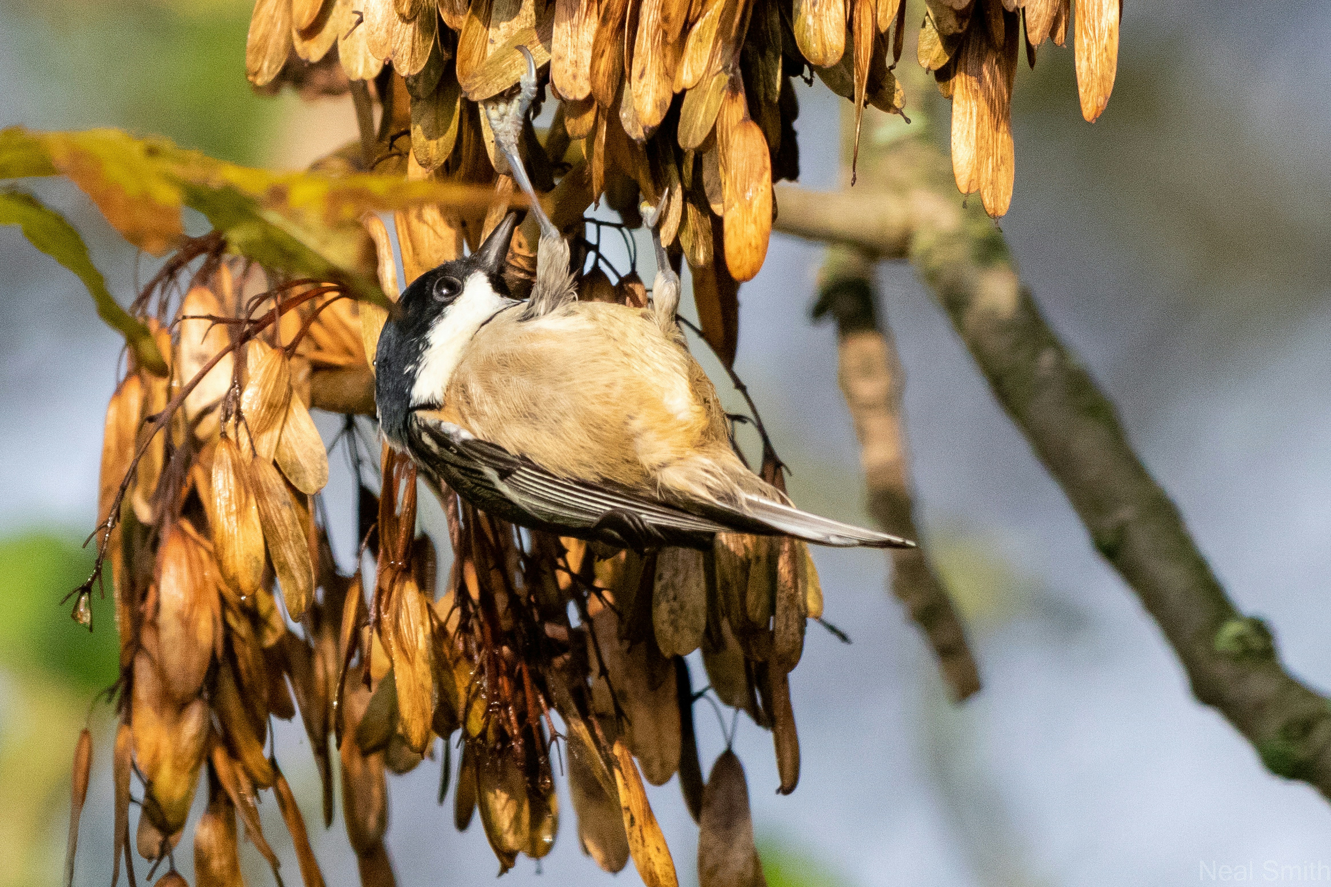 birds sitting on a branch