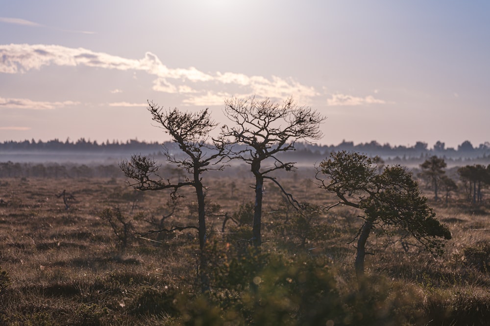 a group of trees in a field