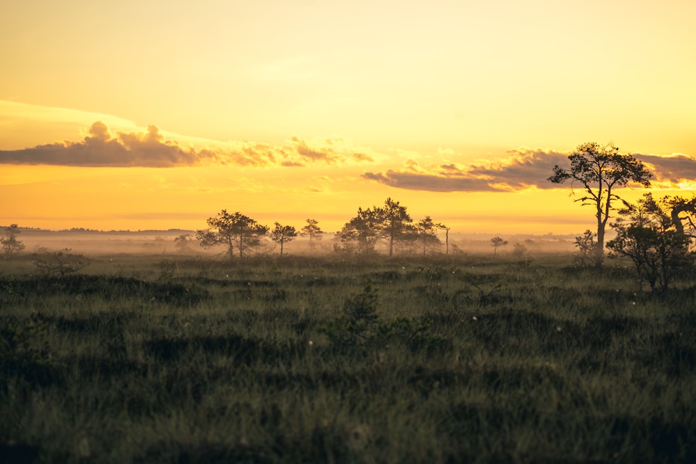 a field with trees in it