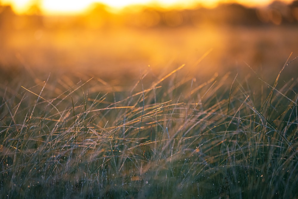 a field of grass with the sun shining through the clouds