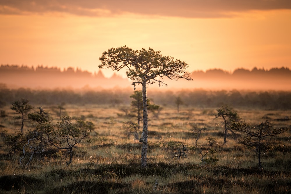 a group of trees in a field