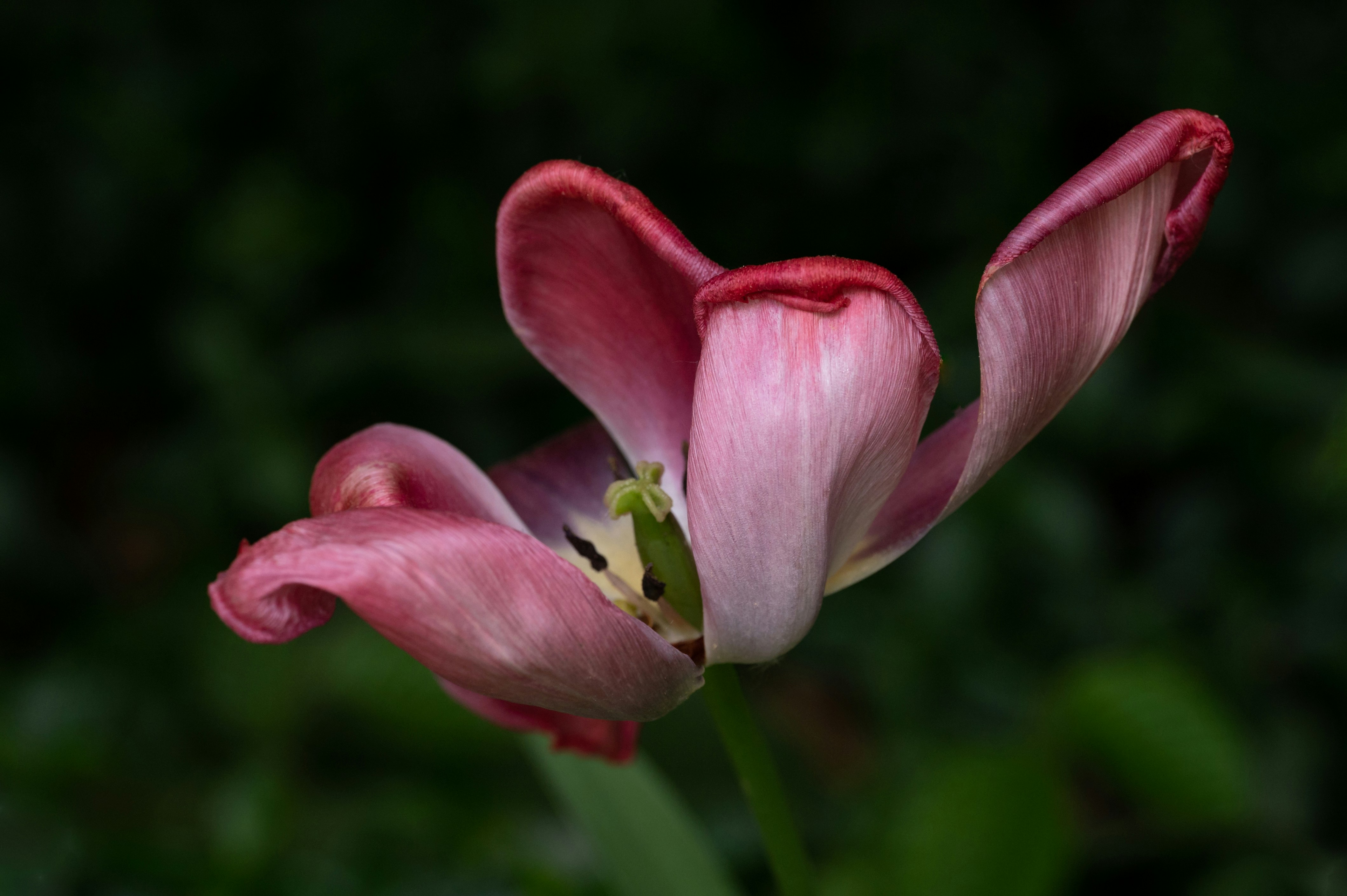 Photo by carrie_borden