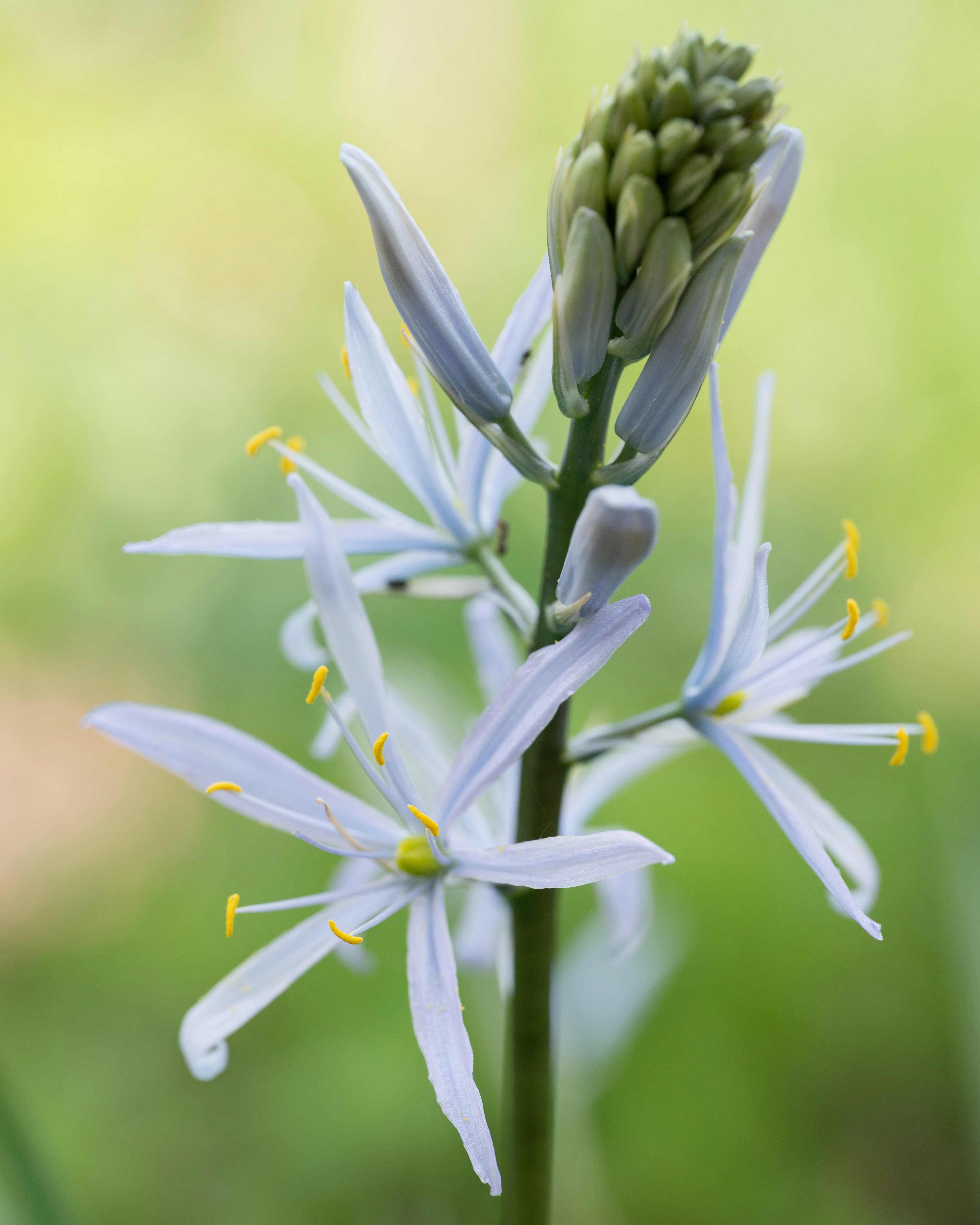 Photo by carrie_borden