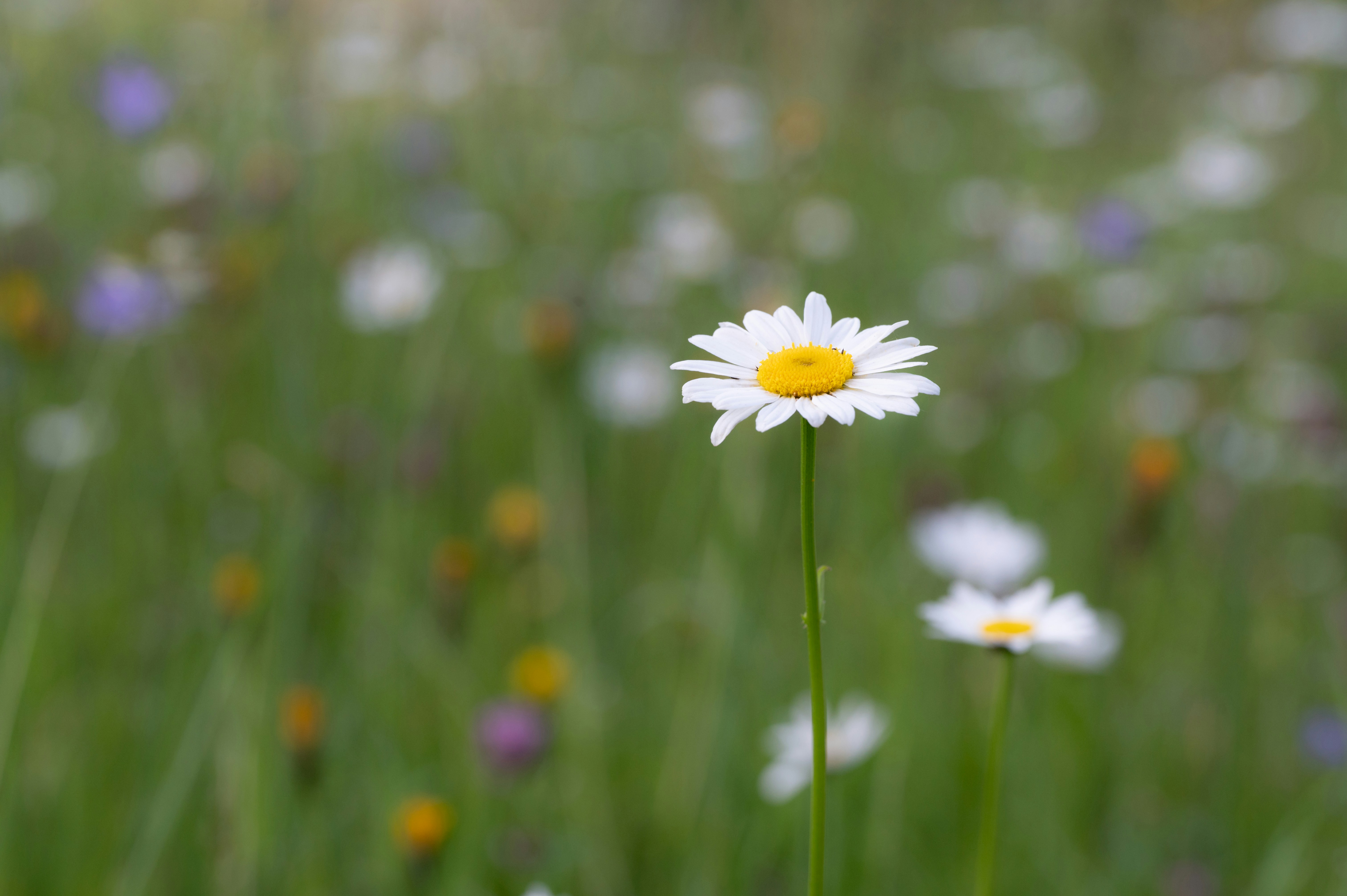 Photo by carrie_borden