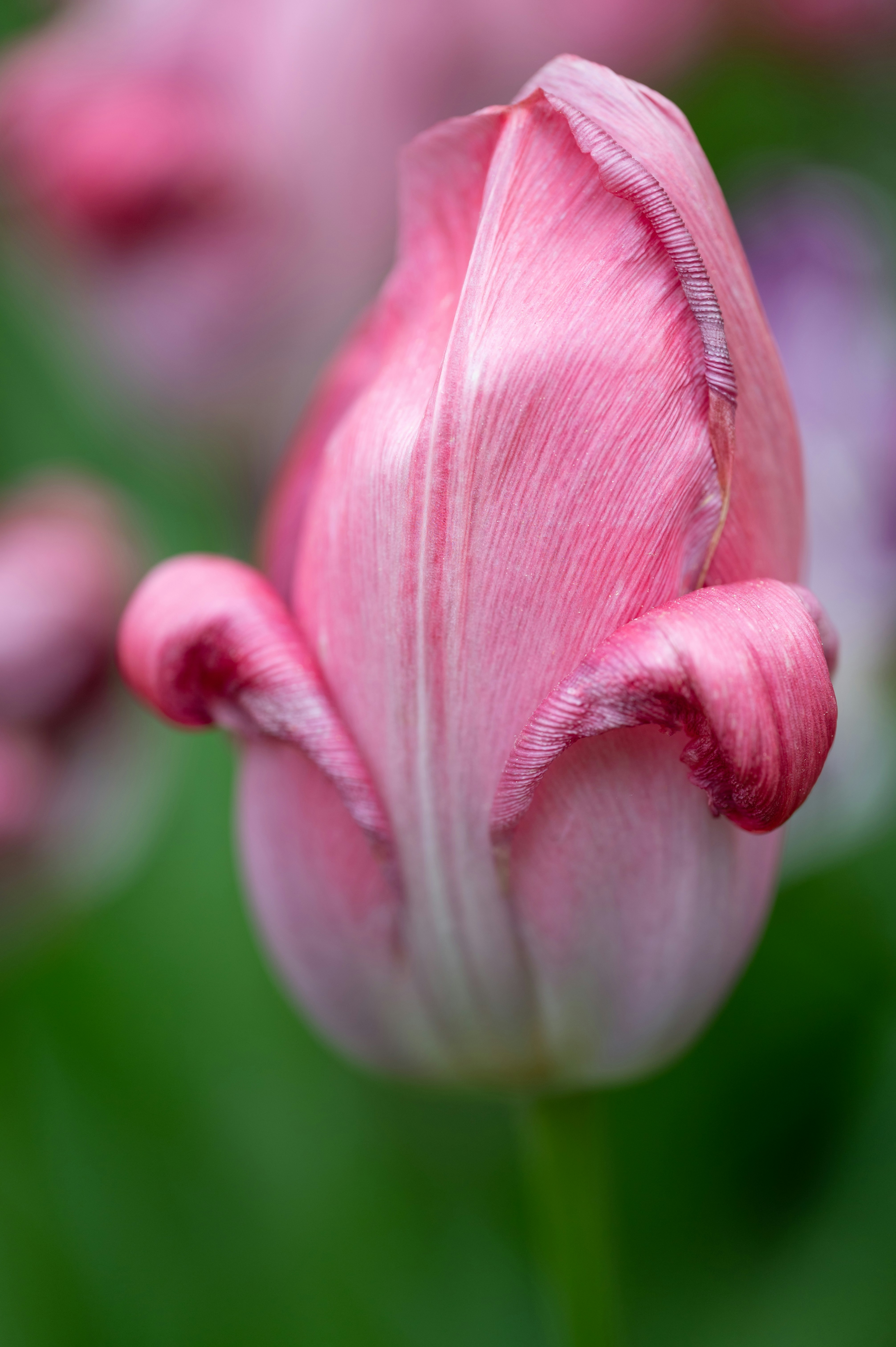 Photo by carrie_borden