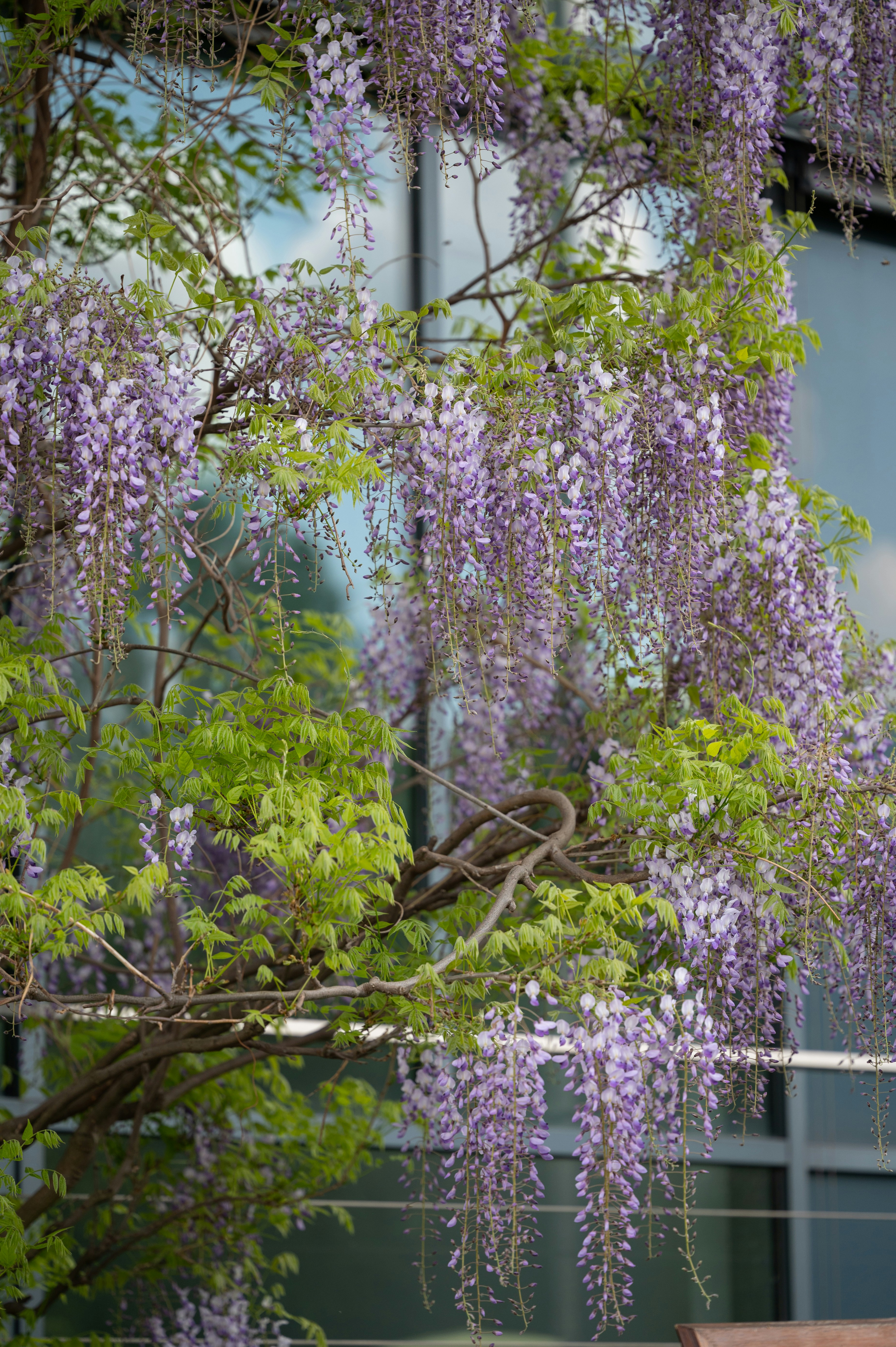 Un árbol con flores púrpuras foto – Imagen de Primavera gratuita en Unsplash, image size:3000x4509