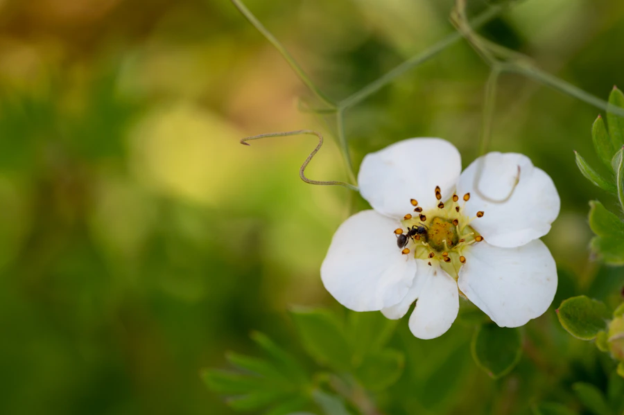 Bee resting on a bright white flower