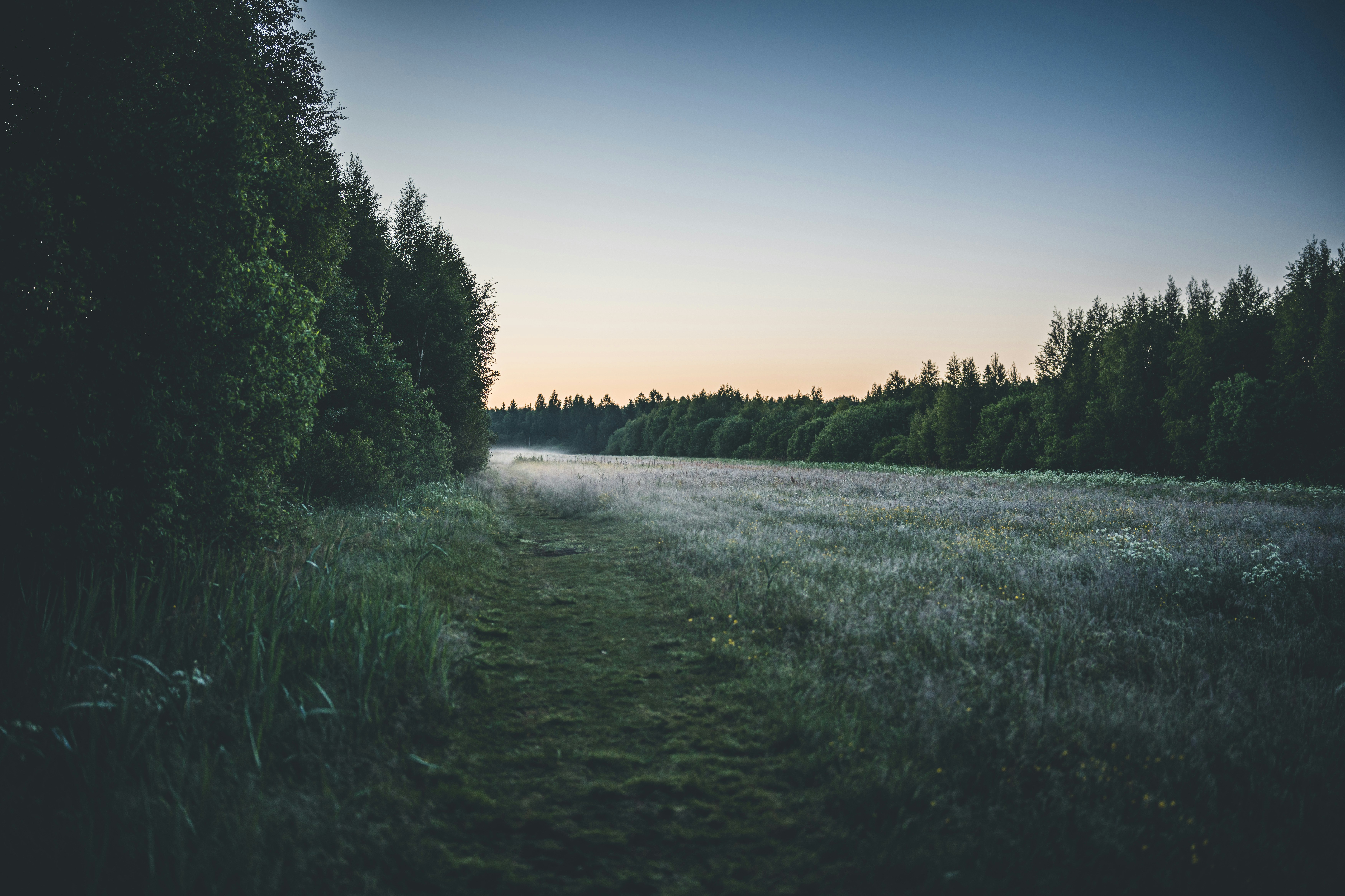 a field of grass and trees