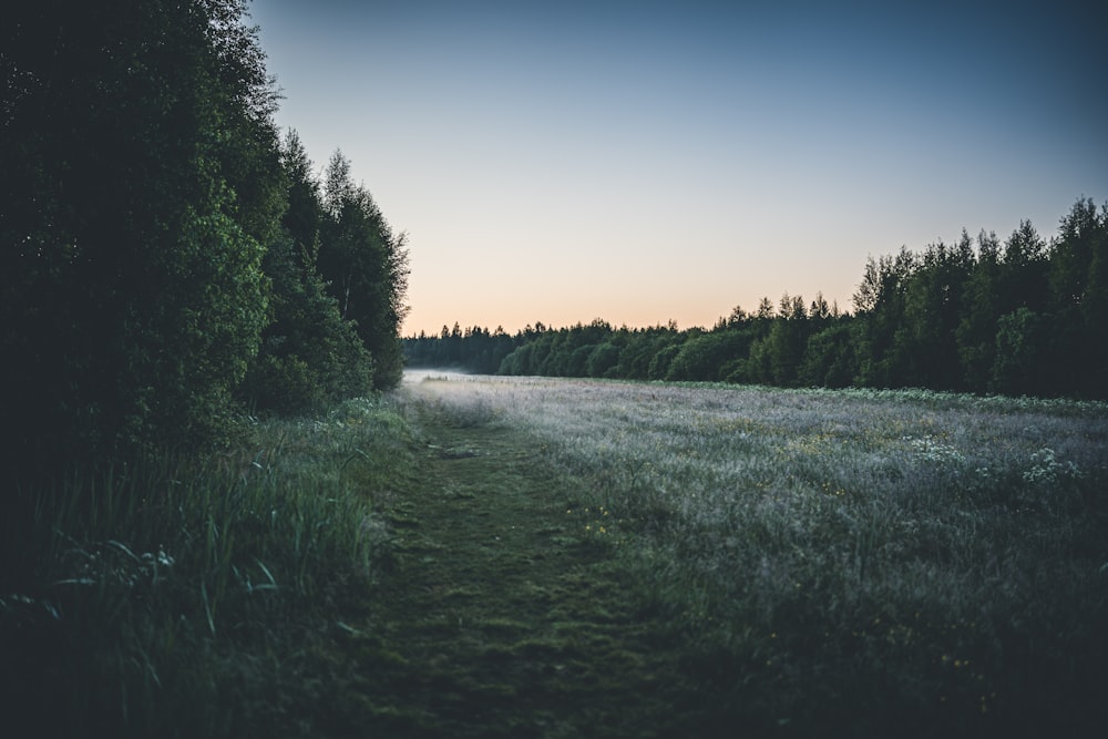 a field of grass and trees