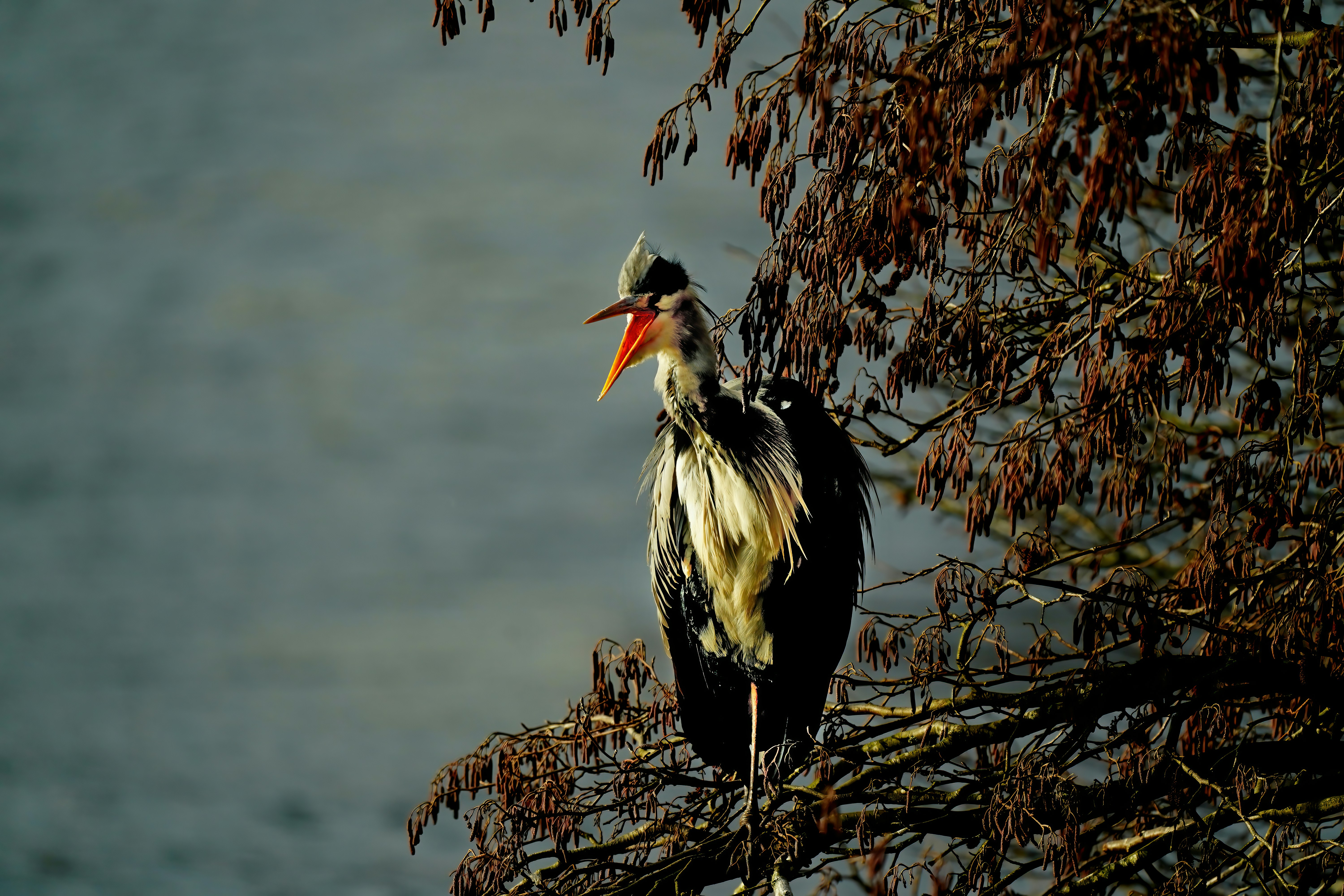 Hire Local Guide Shoebill Stork Tracking Complete Guide 2026