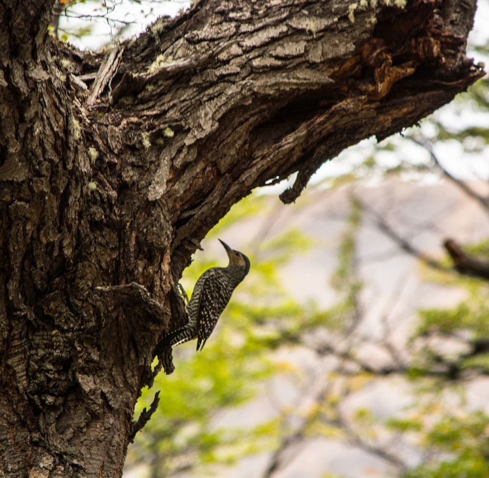 a bird on a tree