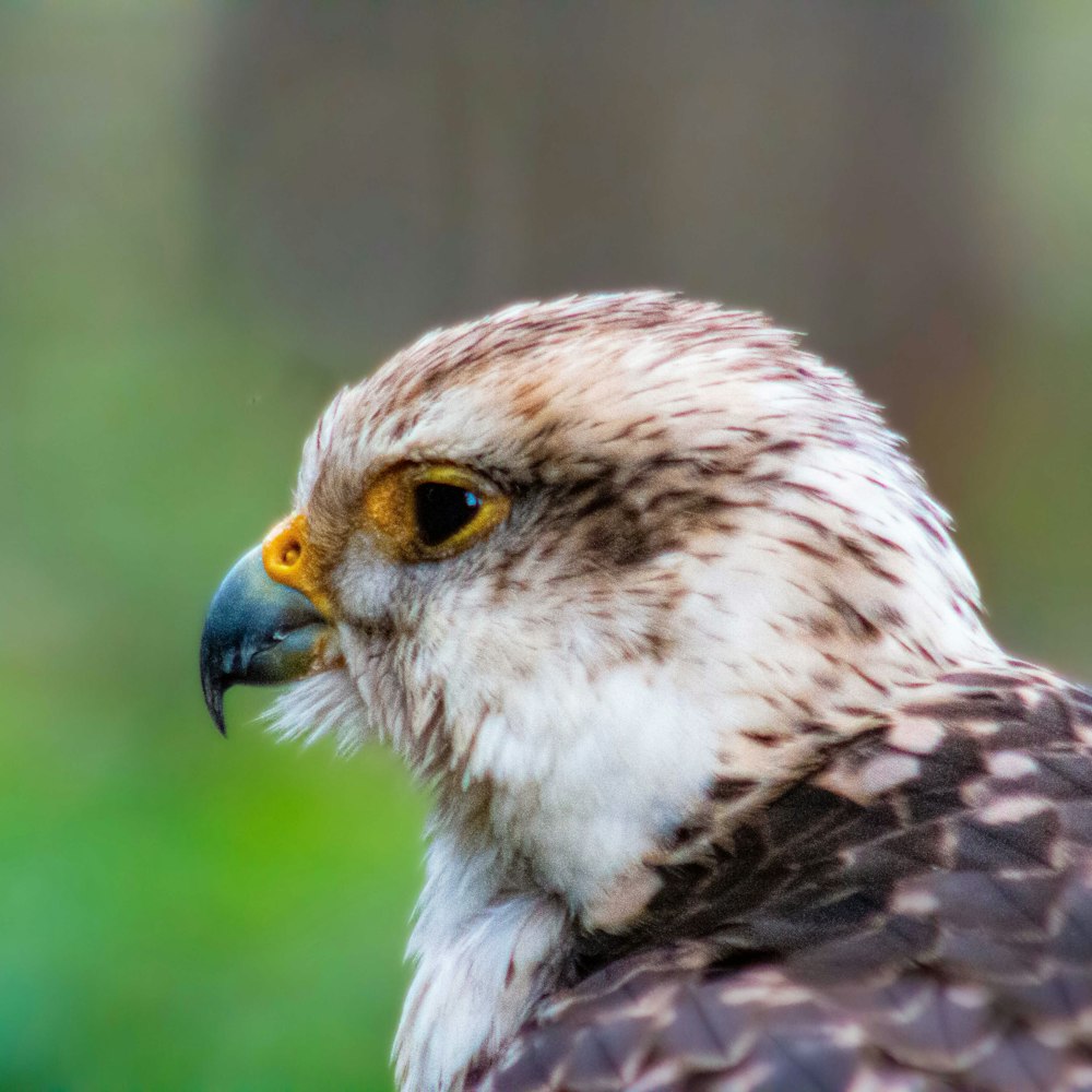 a bird with a blue beak