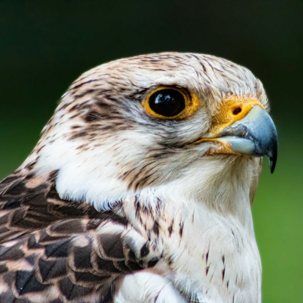 a close up of a bird