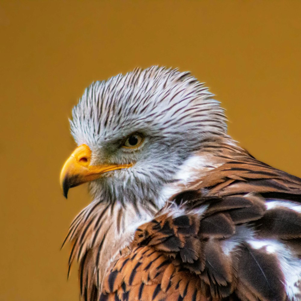 a close up of a bird