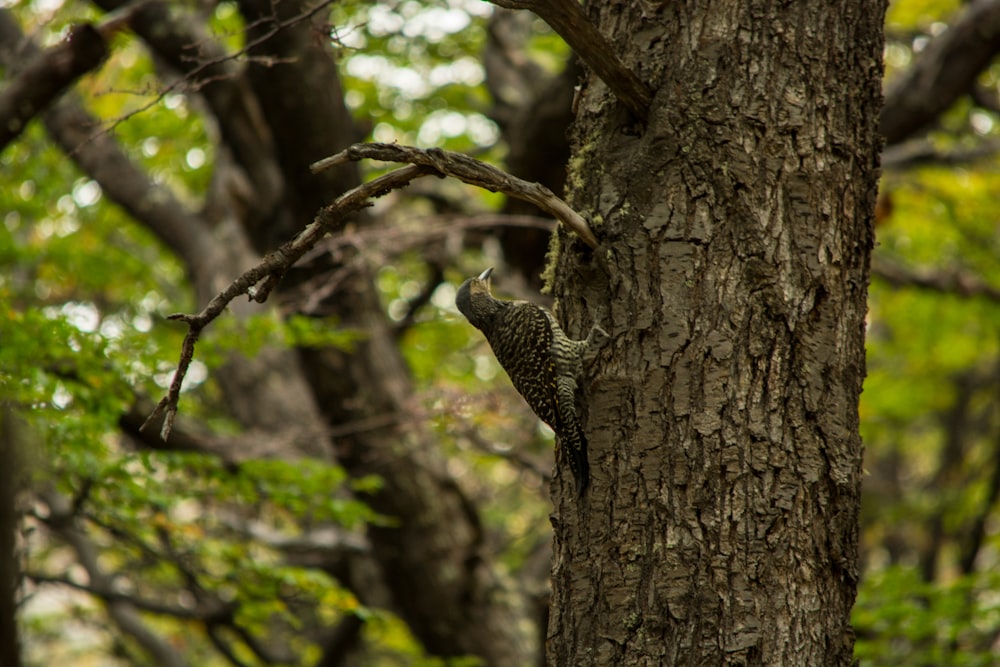 a squirrel on a tree