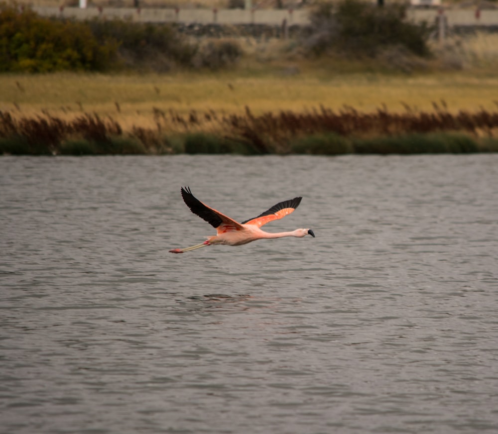 a bird flying over water