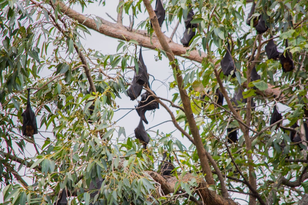a group of bats from a tree