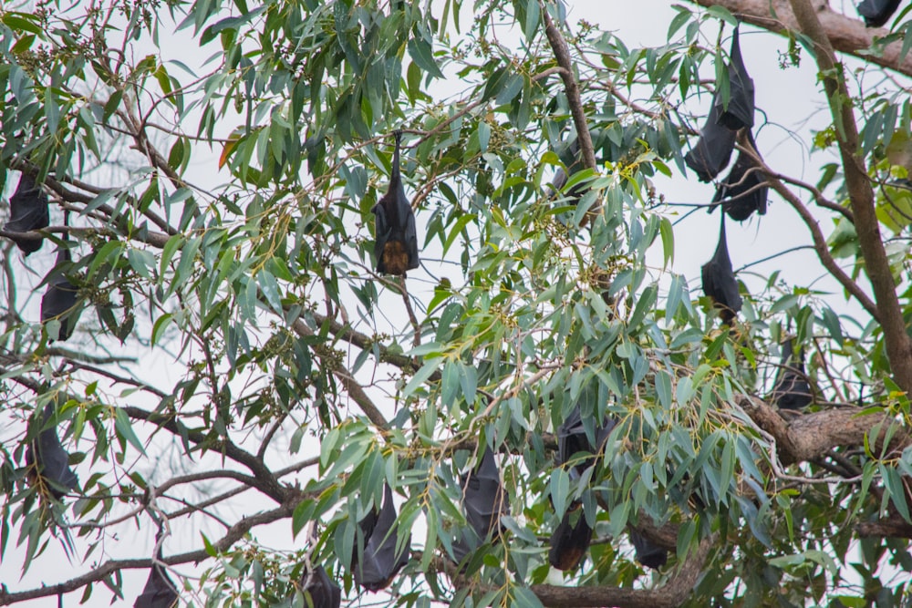 a group of birds in a tree