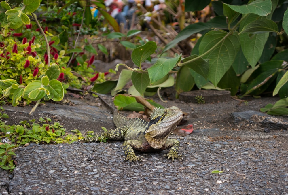 a frog on the ground