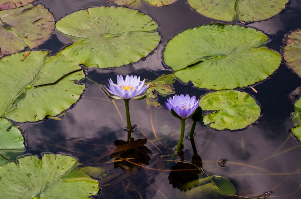 a group of flowers in a pond