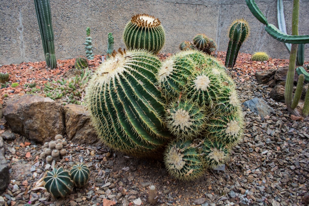 a cactus in a garden