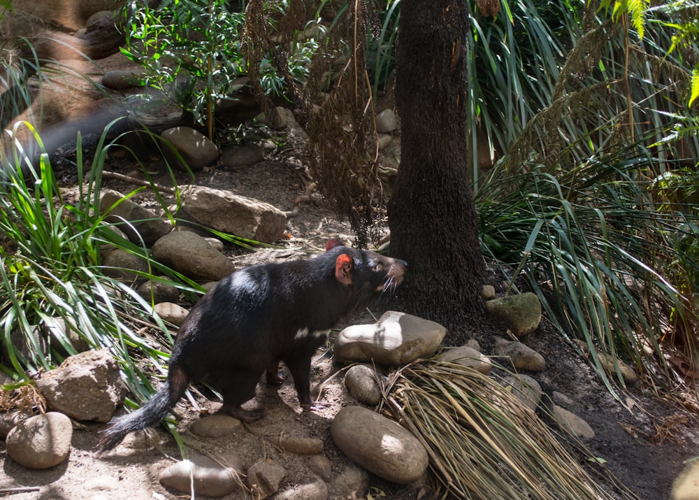 a black animal with a red collar standing on rocks near plants