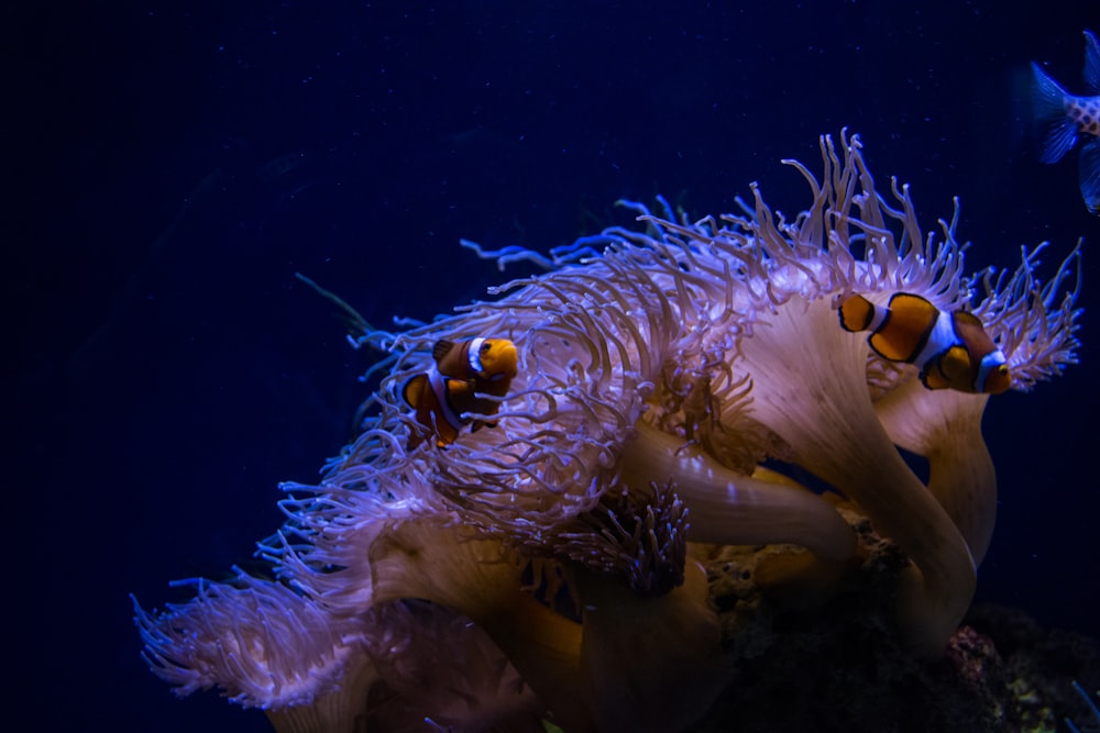 a close-up of a sea creature