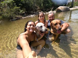 A group of people and their dogs enjoying a sunny day on paddleboards near a lush green shore.