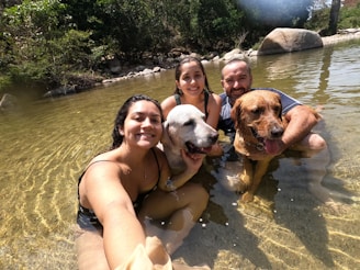 A group of dogs and handlers practicing water rescue drills by the riverbank.