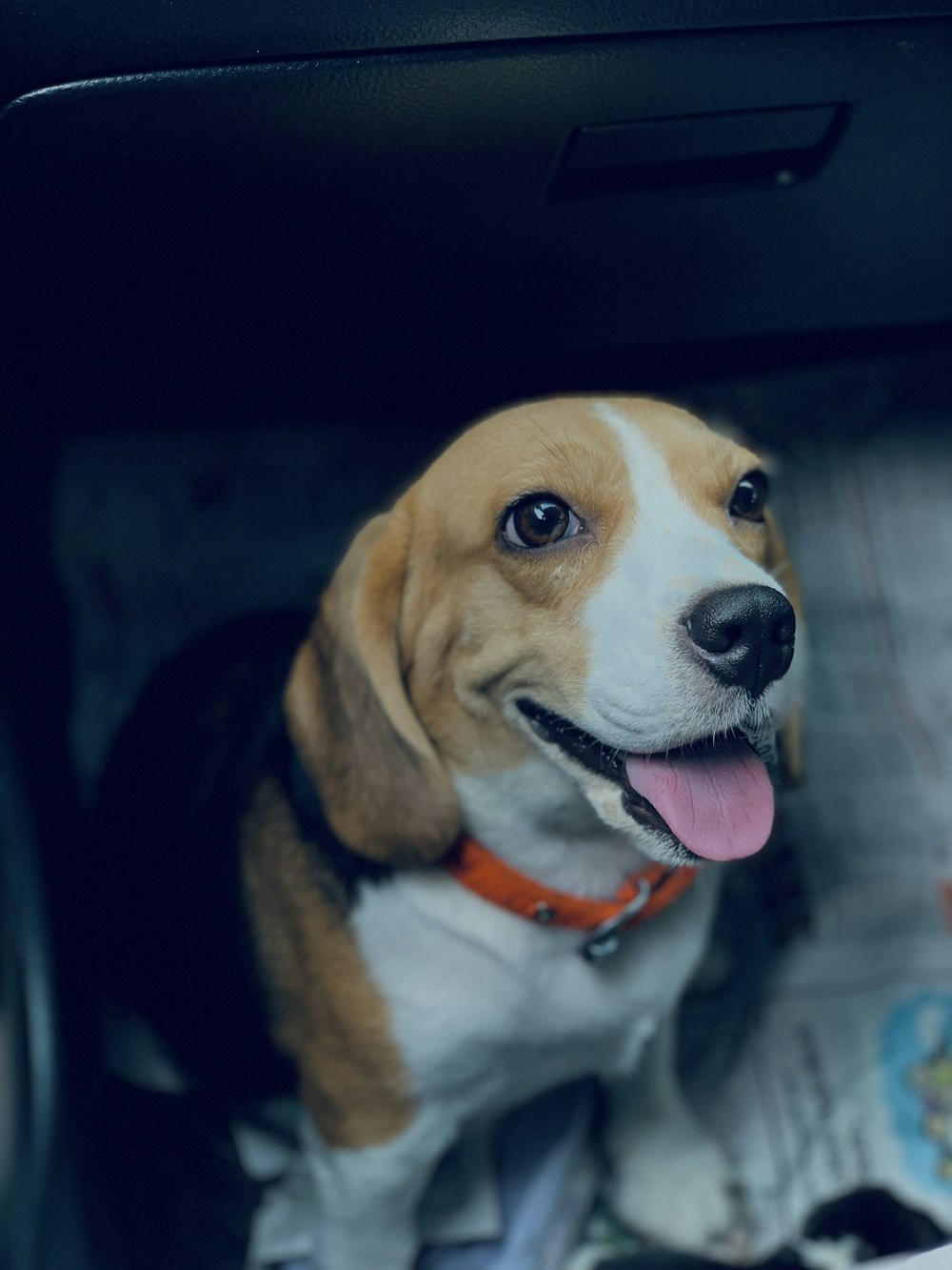 a dog sitting in a car