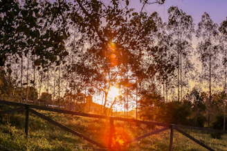 Morning sunlight filtering through tall trees in Froehlich Farm Preserve